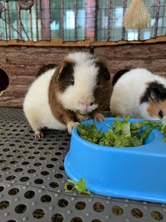 Murdock &amp; Teddy - Guinea Pig Small & Furry