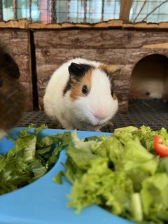 Murdock &amp; Teddy - Guinea Pig Small & Furry