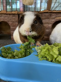 Murdock &amp; Teddy - Guinea Pig Small & Furry