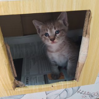 Colby (Black) Edam (Cream) - Domestic Short Hair + Domestic Medium Hair Cat