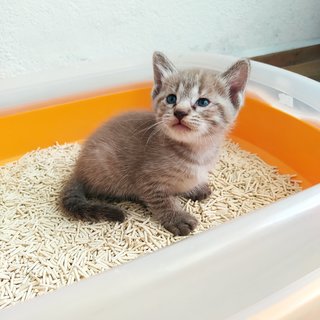 Colby (Black) Edam (Cream) - Domestic Short Hair + Domestic Medium Hair Cat