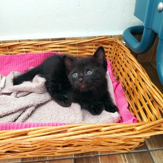 Colby (Black) Edam (Cream) - Domestic Short Hair + Domestic Medium Hair Cat