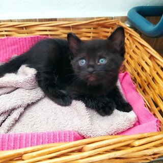 Colby (Black) Edam (Cream) - Domestic Short Hair + Domestic Medium Hair Cat