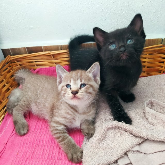 Colby (Black) Edam (Cream) - Domestic Short Hair + Domestic Medium Hair Cat