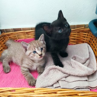 Colby (Black) Edam (Cream) - Domestic Short Hair + Domestic Medium Hair Cat