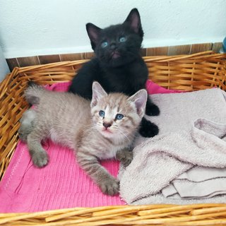 Colby (Black) Edam (Cream) - Domestic Short Hair + Domestic Medium Hair Cat