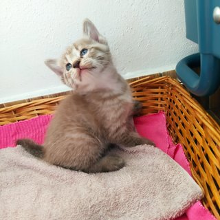 Colby (Black) Edam (Cream) - Domestic Short Hair + Domestic Medium Hair Cat