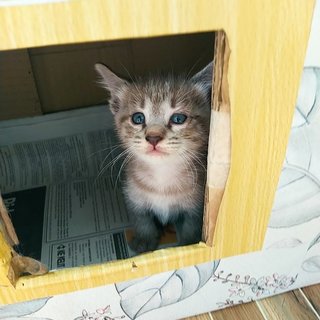 Colby (Black) Edam (Cream) - Domestic Short Hair + Domestic Medium Hair Cat