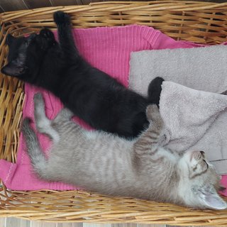 Colby (Black) Edam (Cream) - Domestic Short Hair + Domestic Medium Hair Cat