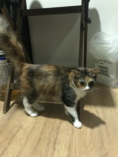 North - Domestic Long Hair Cat