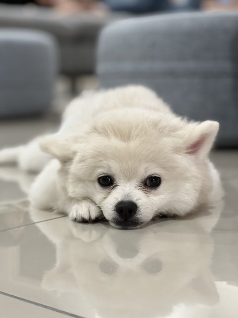 Snow  - Pomeranian Dog