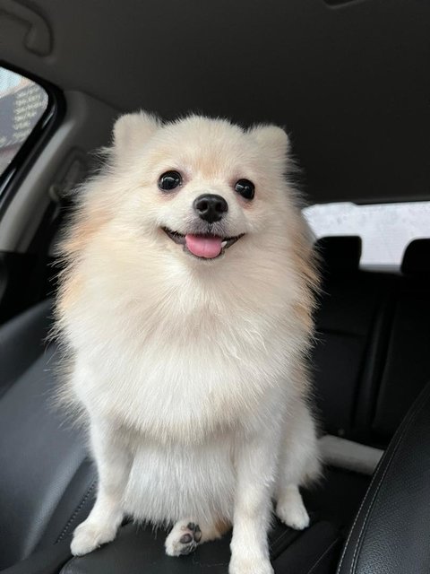 Summer  - Pomeranian Dog