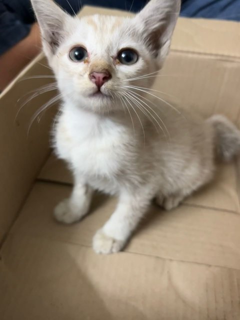 White - Domestic Medium Hair Cat