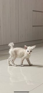 White - Domestic Medium Hair Cat