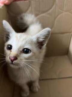 White - Domestic Medium Hair Cat