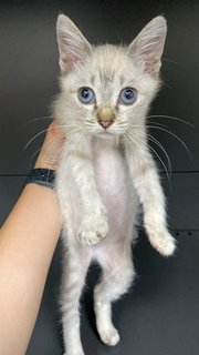 Odette - Siamese + Domestic Short Hair Cat