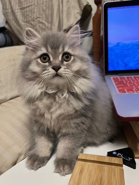 Eevee - British Shorthair Cat