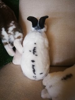 Mini Rex Babies - Mini Rex Rabbit