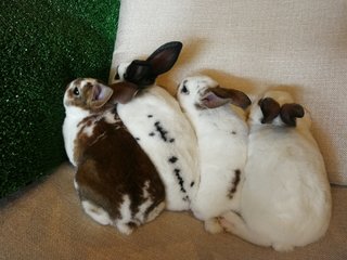 Mini Rex Babies - Mini Rex Rabbit