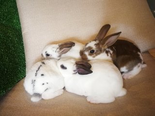 Mini Rex Babies - Mini Rex Rabbit