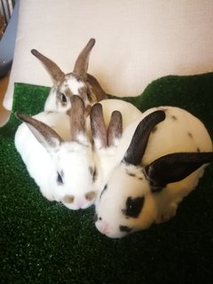 Mini Rex Babies - Mini Rex Rabbit