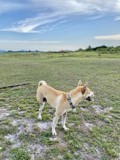 Gubi The Tripawd (3 Legs) - Mixed Breed Dog