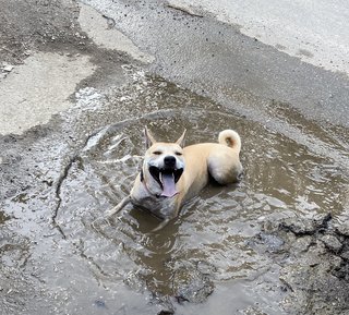 Gubi The Tripawd (3 Legs) - Mixed Breed Dog