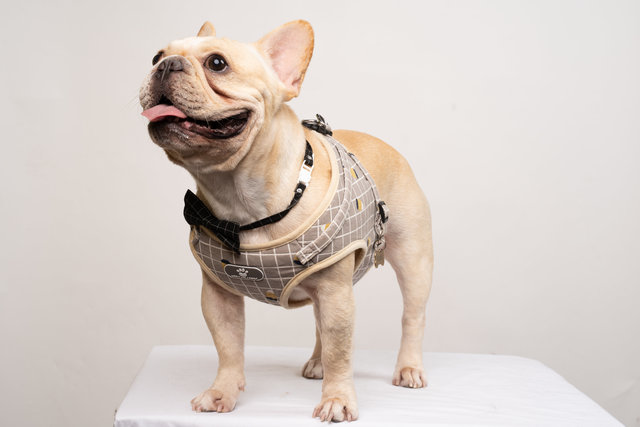 Bubu - French Bulldog Dog