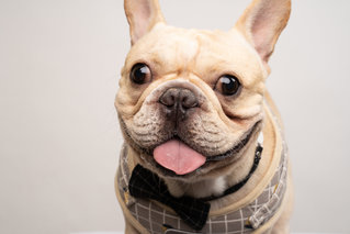 Bubu - French Bulldog Dog