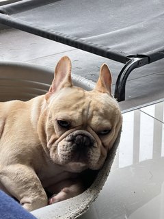 Bubu - French Bulldog Dog