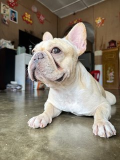 Bubu - French Bulldog Dog