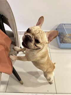 Bubu - French Bulldog Dog