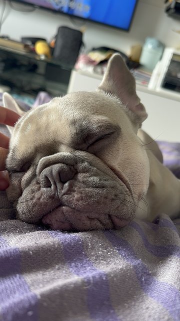 Didi - French Bulldog Dog