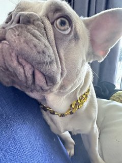 Didi - French Bulldog Dog