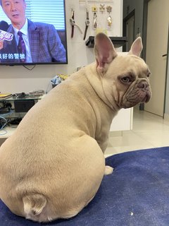 Didi - French Bulldog Dog