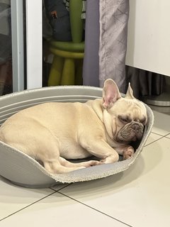 Didi - French Bulldog Dog