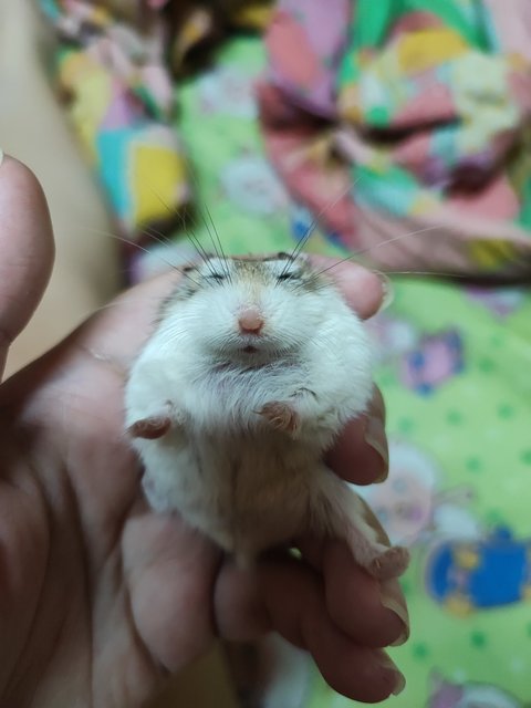 Xiao Ham Ham - Roborovsky's Hamster Hamster