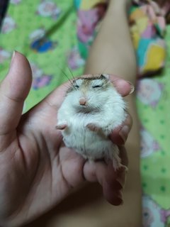 Xiao Ham Ham - Roborovsky's Hamster Hamster