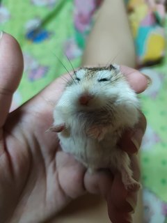 Xiao Ham Ham - Roborovsky's Hamster Hamster