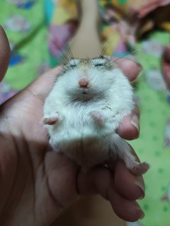 Xiao Ham Ham - Roborovsky's Hamster Hamster