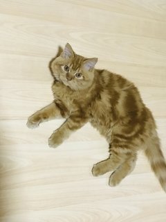 Oscar - Domestic Long Hair + Persian Cat