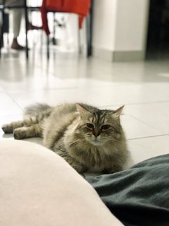 Hayzel - Persian Cat