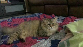 Hayzel - Persian Cat