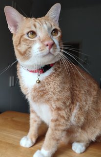 Benben - Domestic Short Hair Cat