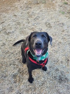 Zeus - Black Labrador Retriever Dog