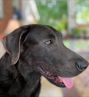 Zeus - Black Labrador Retriever Dog