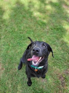 Zeus - Black Labrador Retriever Dog