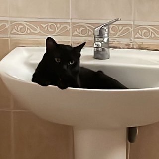 His favourite spot : The wash basin. 