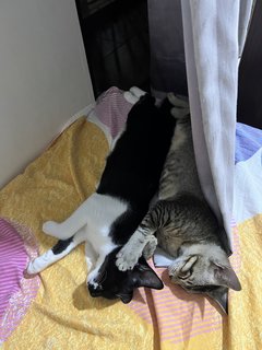 Oreo And Brownie  - Bengal + Tuxedo Cat