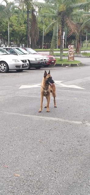 Belgian Malinois Found At Puchong (V) - Belgian Shepherd Malinois Dog